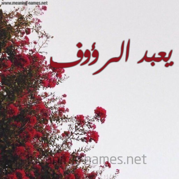 شكل 18 صوره الورد الأحمر للإسم بخط رقعة صورة اسم يعبد الرؤوف Abdul-Raouf